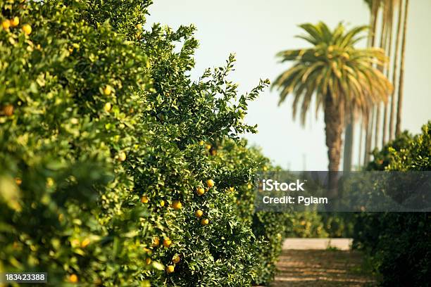 Dojrzałe Owoce Cytrusowe Grove - zdjęcia stockowe i więcej obrazów Bez ludzi - Bez ludzi, Dojrzały, Fotografika