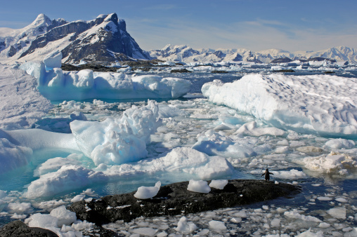 A lone penguin stands on a rock by an ice flow and surveys the majesty of the Antarctic landscapeYalour IslandsAntarctic Peninsular