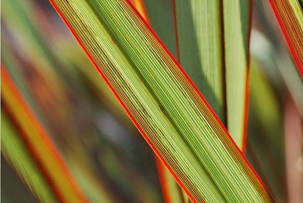 비치는 마오리어 퀸 아마 (harakeke - new zealand flax 뉴스 사진 이미지