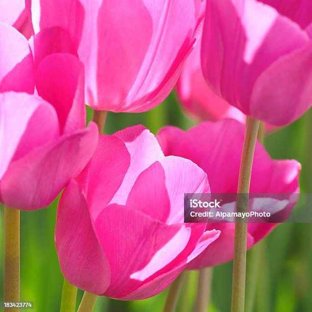 Photo libre de droit de Tulipe Abstraitdon Quichottecultivar À Xiii banque d'images et plus d'images libres de droit de Abstrait - Abstrait, Arbre en fleurs, Beauté de la nature