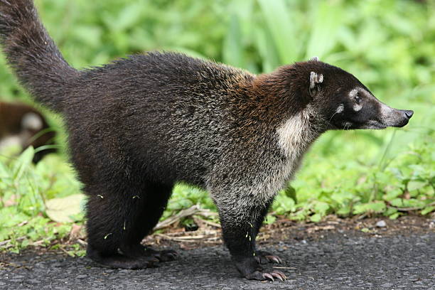 istock Coati in Costa Rica 183423841