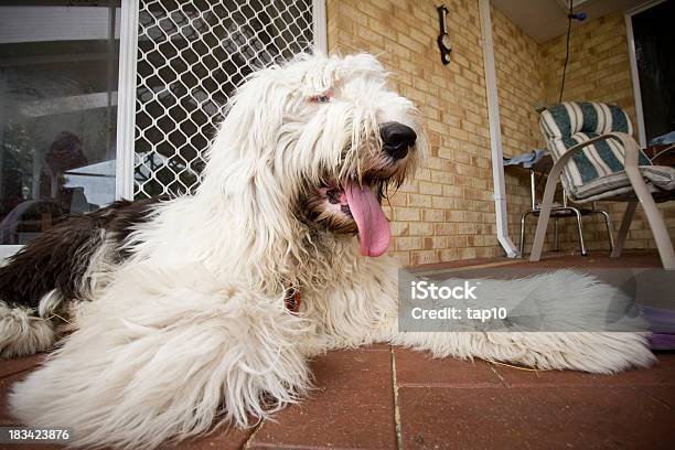 Foto de Shaggy Dog Ovinos e mais fotos de stock de Cão Pastor Old English - Cão Pastor Old English, Animal, Animal de estimação