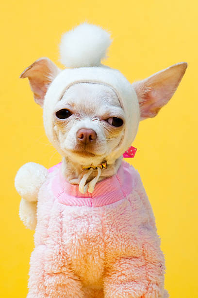 istock Chihuahua Puppy 183423881