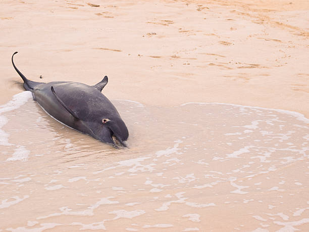 istock Dead dolphin washed ashore Aomak beach in Yemen 183424058