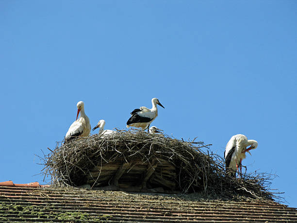 maison avec cigogne s nest - incubation period photos et images de collection