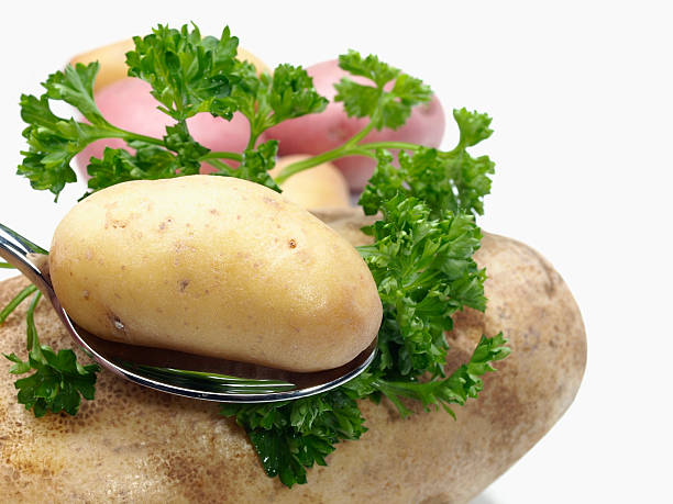 pomme de terre fingerling sur cuillère - fingerling potato yukon gold potato vegetable raw potato photos et images de collection