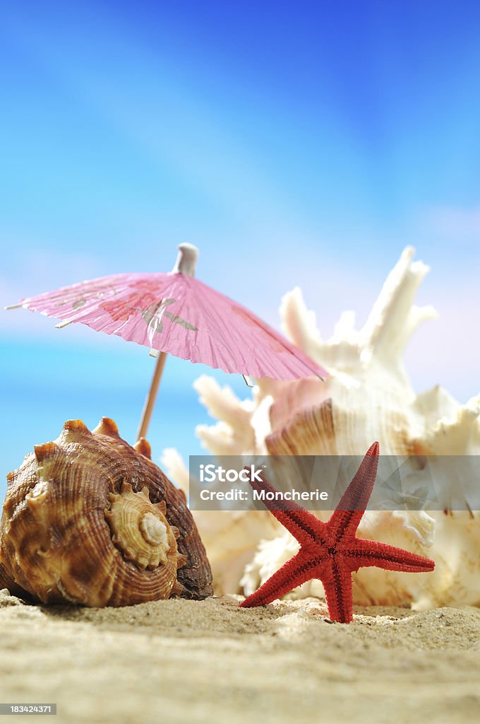 Búzio e ver estrela na praia - Royalty-free Concha-rainha Foto de stock