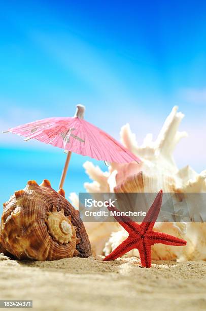 Búzio E Ver Estrela Na Praia - Fotografias de stock e mais imagens de Concha-rainha - Concha-rainha, Estrela-do-mar, Acampamento de Férias