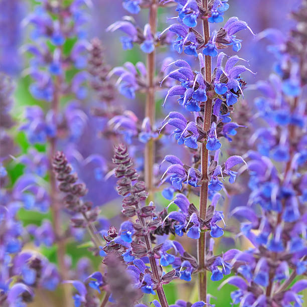 istock Perennial Sage (Salvia nemarosa) 'Caradonna' - VIII 183424392