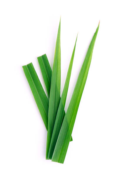 istock Fresh lemongrass leaves cutting isolated on white background. 1834245217