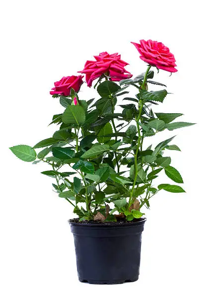 Photo of Pink roses in a black flower pot on white background