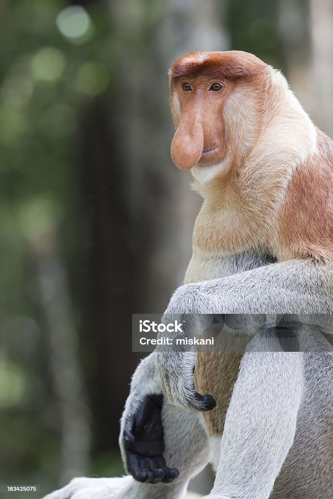 Sitzung Männlicher Nasenaffe - Lizenzfrei Nasenaffe Stock-Foto