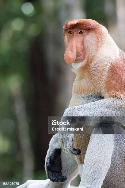 Sitzung Männlicher Nasenaffe Stockfoto und mehr Bilder von Nasenaffe - Nasenaffe, Affe, Asien