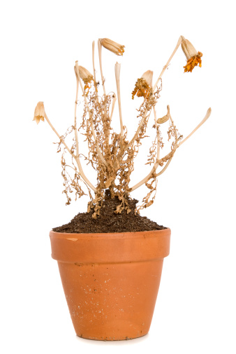 A dry plant in a pot.
