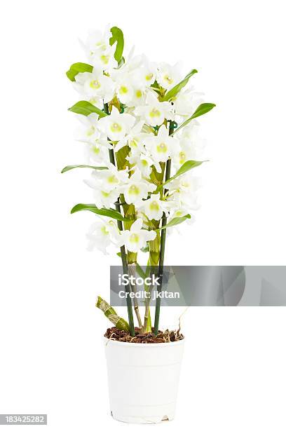 Dendrobium - Fotografie stock e altre immagini di Bocciolo - Bocciolo, Pianta da interni, Sfondo bianco