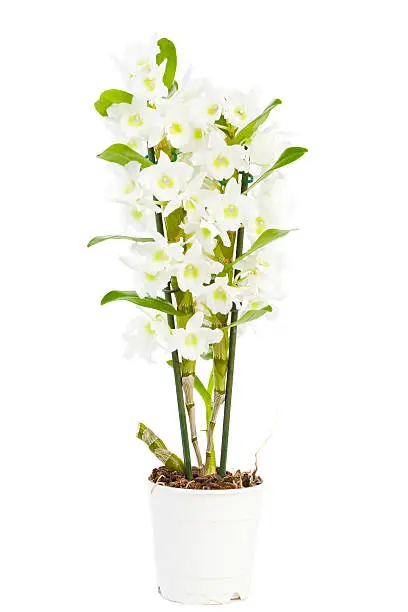 Dendrobium white in a flower pot.