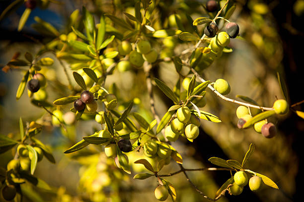 olives подвесками на филиал - olive tree olive oil tree california стоковые фото и изображения