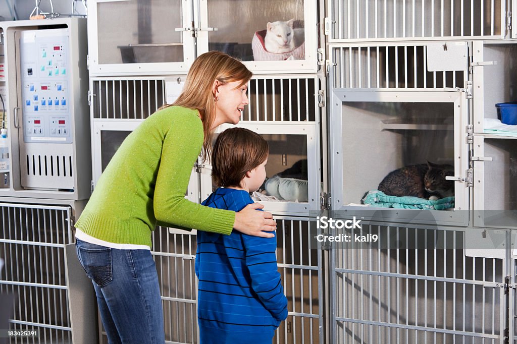 Mère et fils à la recherche de chats au Refuge pour animaux - Photo de Chat domestique libre de droits