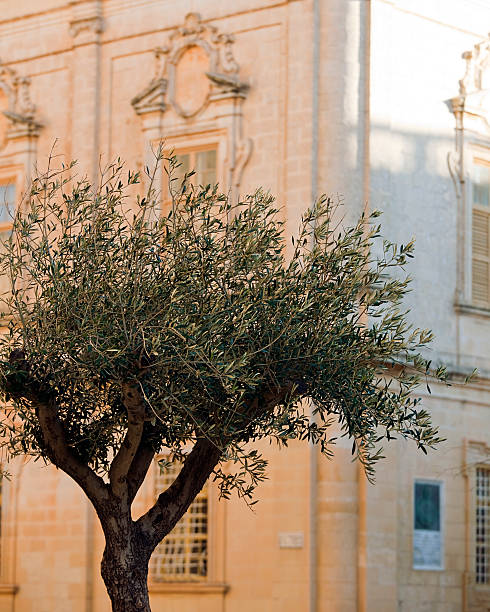 istock Narrow alley in Mdina 183425436