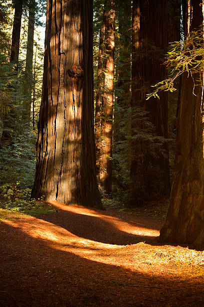 istock Redwood trail through trees in the forest 183425485
