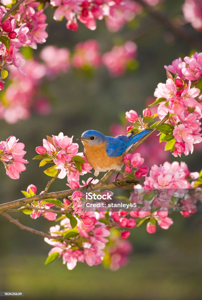 Azulejo gorjicanelo, macho - Foto de stock de Primavera - Estación libre de derechos