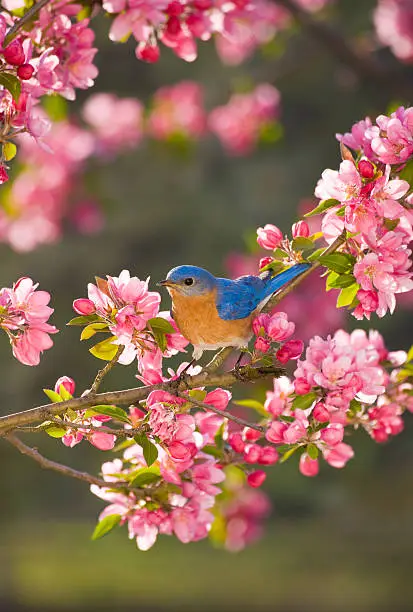 "Eastern Bluebird, male, perched in a springtime flowering tree"