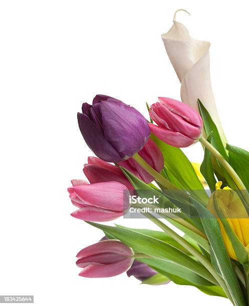 Tulipanes Foto de stock y más banco de imágenes de Amarillo - Color - Amarillo - Color, Arreglo, Belleza