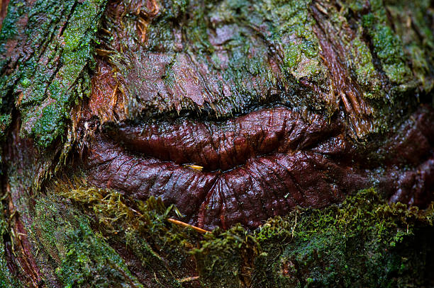 Close up of a tree truck with some damage that looks like lips.