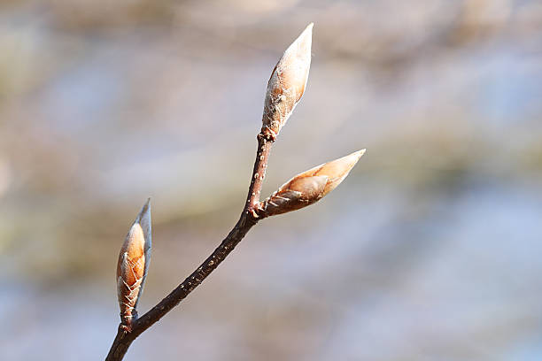 Leaf bud on beech tree twig stock photo
