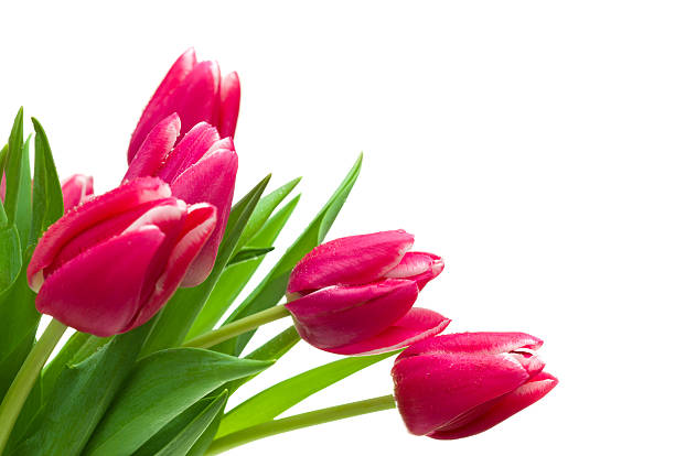 istock Pink and white tulips on a white background 183425674
