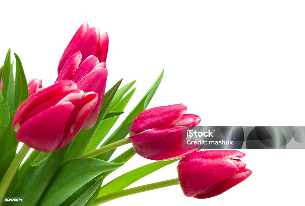 Tulipas - Foto de stock de Arranjo royalty-free