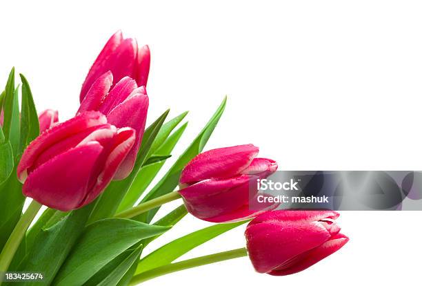 Foto de Tulipas e mais fotos de stock de Arranjo - Arranjo, Beleza natural - Natureza, Botão - Estágio de flora