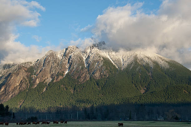 Farm and Snow Covered Mountain at Sunset Mount Si (4,167 feet) is a mountain on the western edge of the Cascade Range just above the coastal lowlands of Puget Sound. It rises 3,727 feet above the nearby towns and farm lands. Mount Si was named after local homesteader Josiah "Uncle Si" Merritt. It was featured in the television show Twin Peaks, which was filmed in nearby North Bend, Washington State, USA. jeff goulden domestic animal stock pictures, royalty-free photos & images