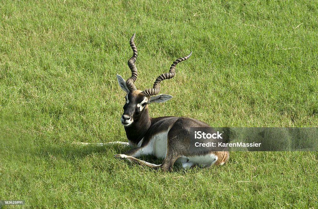 Antelope Cervicapra Stock Photo - Download Image Now - Akbar's Tomb, Animal,  Animal Body Part - iStock