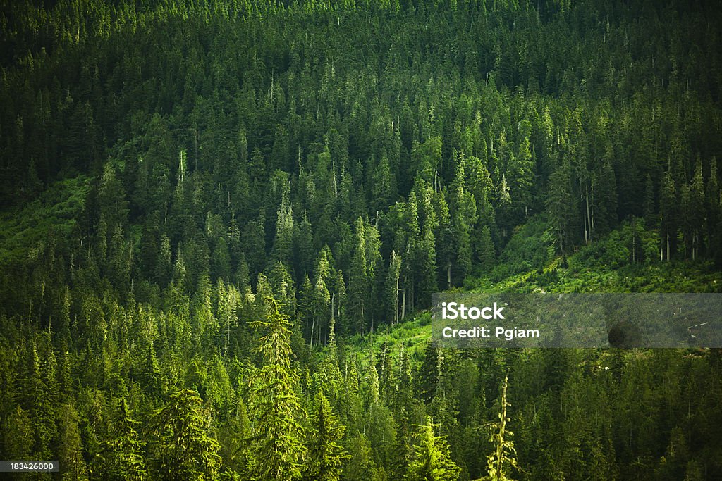 Wald Hintergrund - Lizenzfrei Baum Stock-Foto