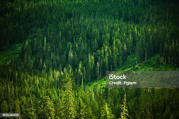 Wald Hintergrund Stockfoto und mehr Bilder von Baum - Baum, Beengt, Berg