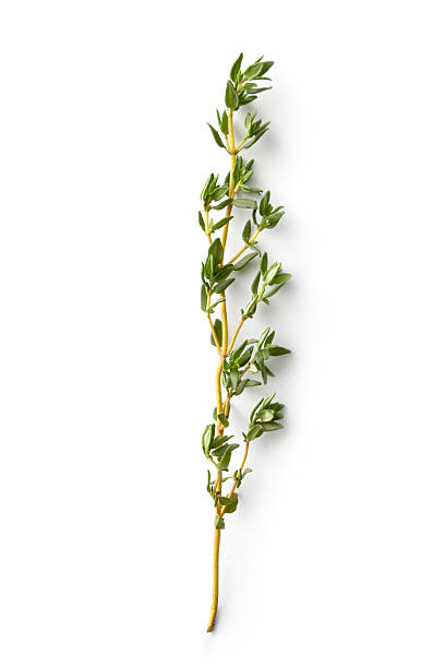 świeże zioła: macierzanka tymianek - thyme zdjęcia i obrazy z banku zdjęć