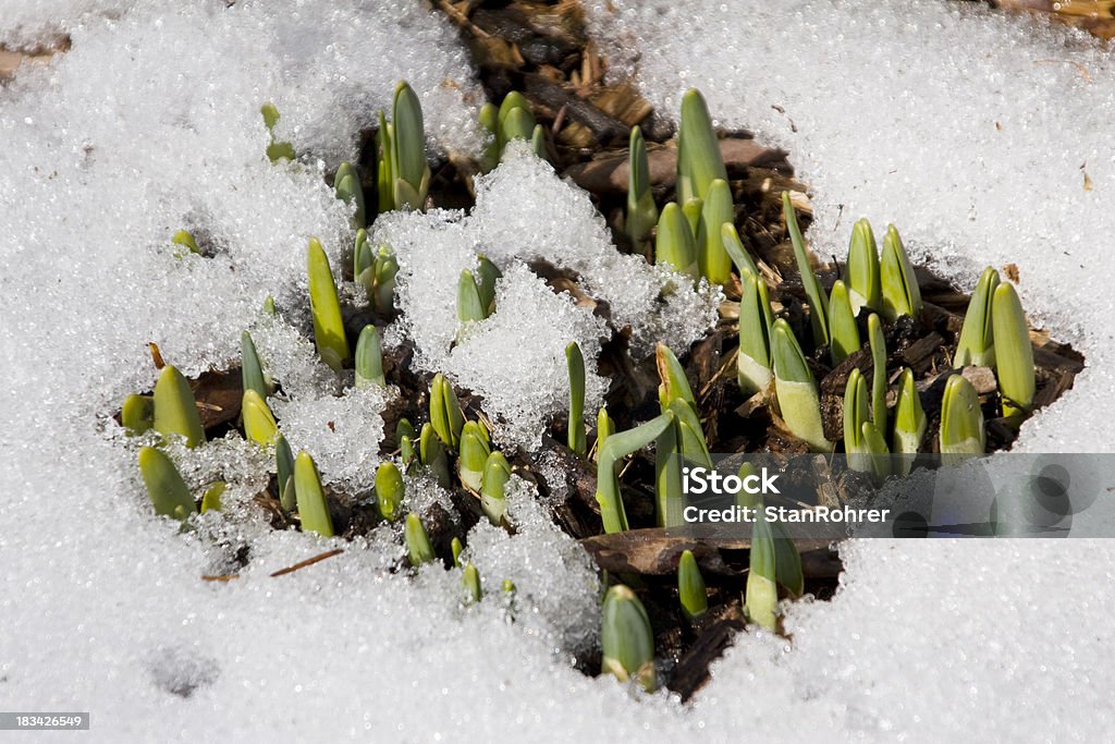 Spring Daffodil Buds "Spring Daffodil Buds. Narcissus or Daffodil Shoots breaking through Spring Ground and Snow.  Focus is in the center, top and bottom are soft." Bud Stock Photo