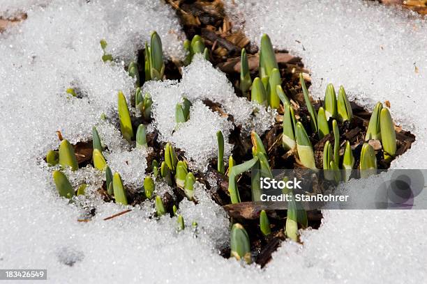 Spring Daffodil Buds Stock Photo - Download Image Now - Bud, Cold Temperature, Daffodil