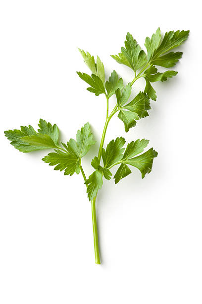 ervas frescas: aipo - parsley garnish isolated herb - fotografias e filmes do acervo