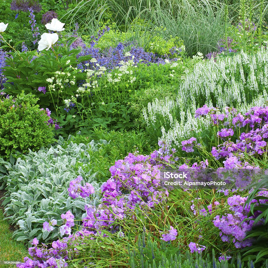 Principios de verano de flores del jardín-IV - Foto de stock de Astrancia libre de derechos
