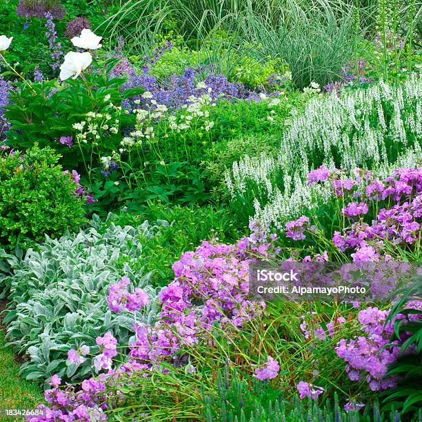 Início Jardim De Flores De Verãoiv - Fotografias de stock e mais imagens de Estupefação - Estupefação, Flor, Imperatória