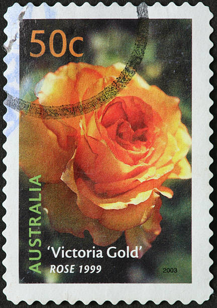 istock Victoria Gold rose on an Australian stamp 183426723