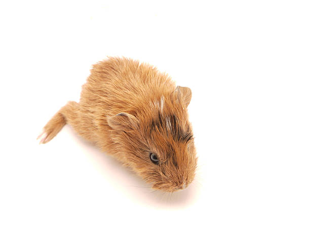 istock Baby guinea pig 183426747