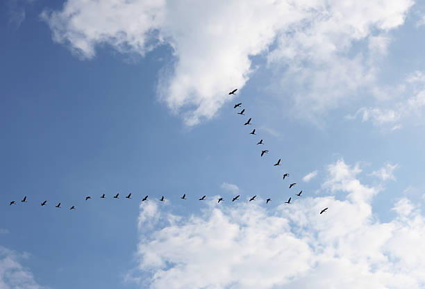 Geese Flock in V Formation Heading Into Bright Sunlight A flock of Canada Geese flying in almost perfect V formation toward the bright sunlight. Photo taken at the Montezuma National Wildlife Refuge. goose bird stock pictures, royalty-free photos & images