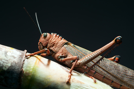 A locust standing on a sugar cane.