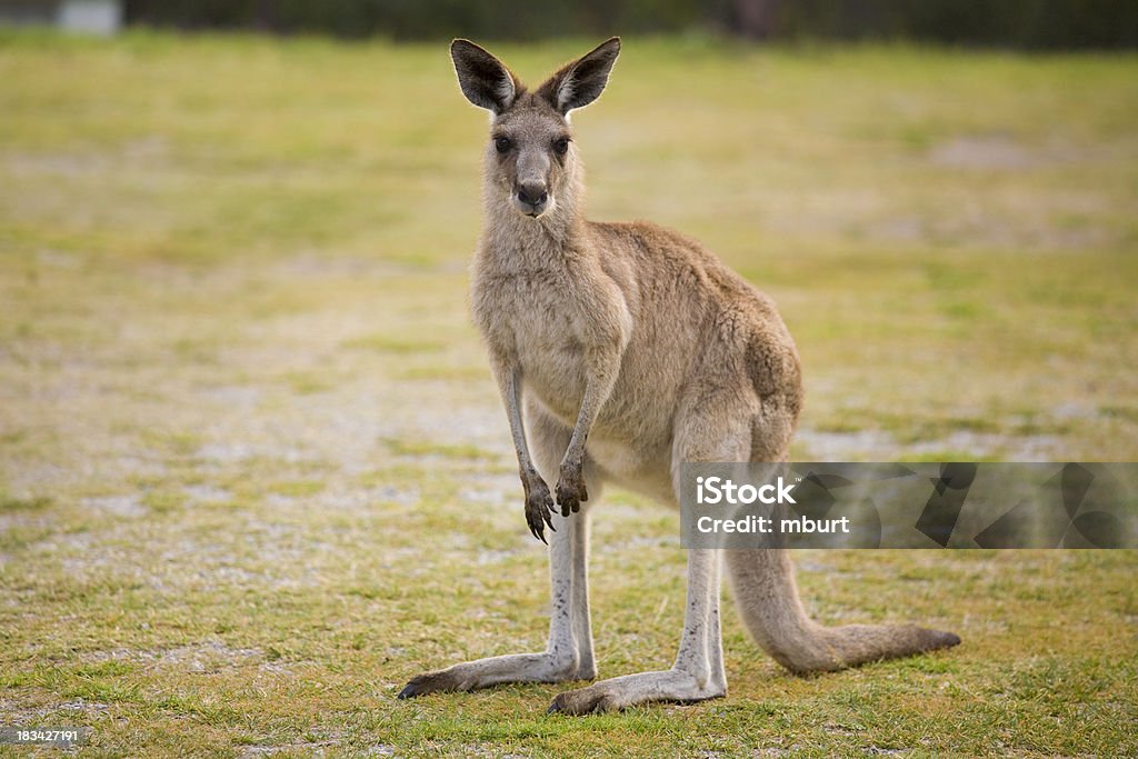 Kangaroo - Lizenzfrei Australien Stock-Foto