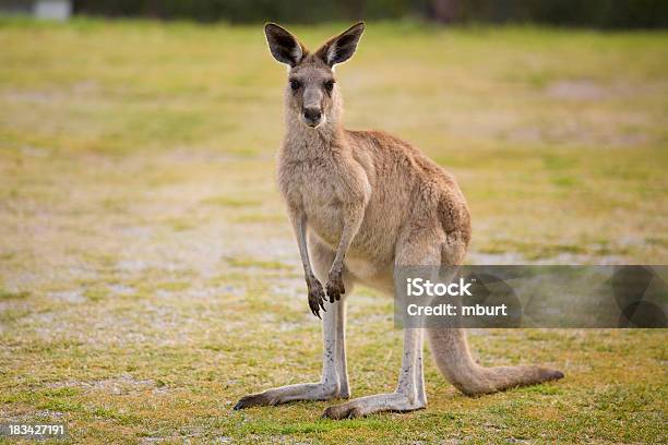 Kangaroo Stockfoto und mehr Bilder von Australien - Australien, Beuteltier, Bildhintergrund