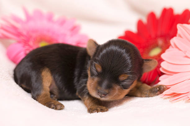 Yorkie Newborn Newborn Yorkshire Terrier puppy dressed for Christmas with a large rawhide bone.PLEASE CLICK ON THE IMAGE BELOW TO SEE MY DOGGY LIGHTBOX PORTFOLIO: newborn yorkie puppies stock pictures, royalty-free photos & images