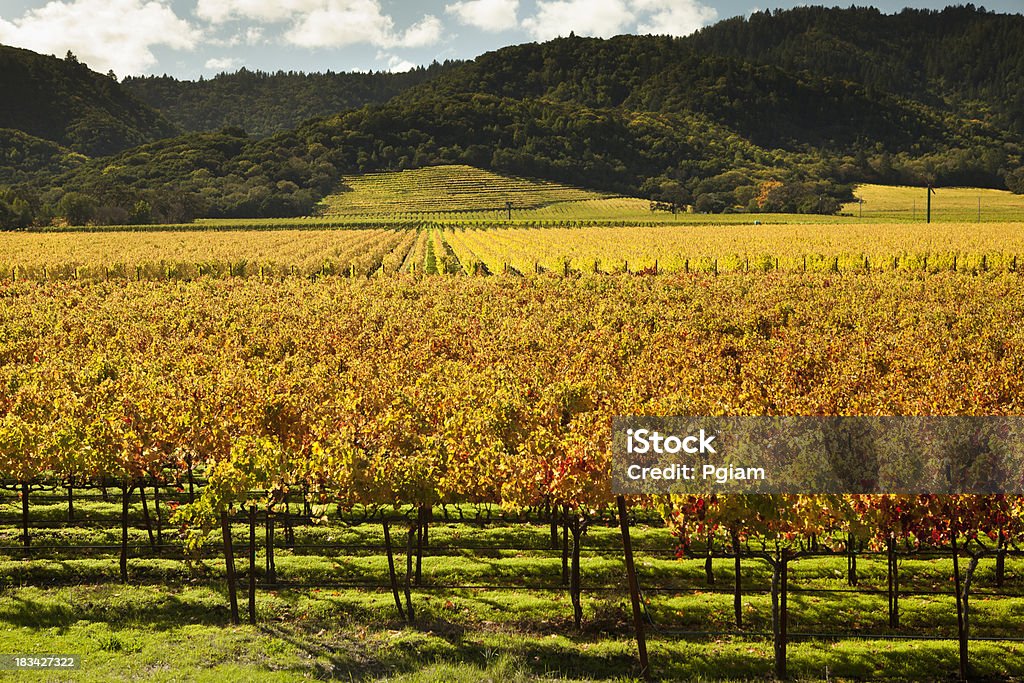 Trauben auf einem Weingut vine - Lizenzfrei Agrarbetrieb Stock-Foto